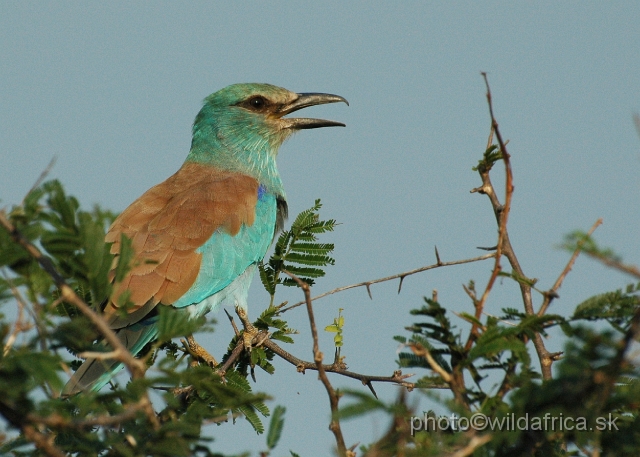 puku rsa 442.jpg - European Roller (Coracius garrulus)